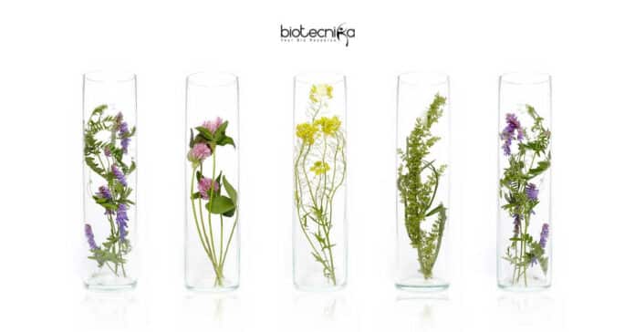 KFRI Botany Job
