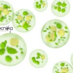 MKU Project Assistant Job