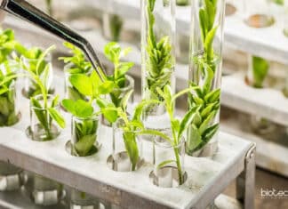 IARI Plant Breeding