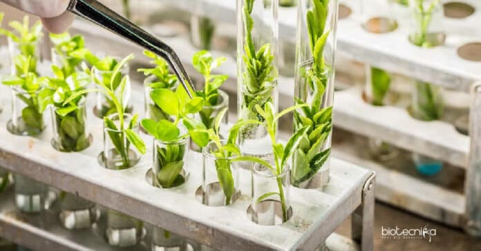 IARI Plant Breeding