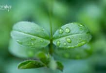 NBPGR Project Assistant Job For BSc & BTech, Applications Invited NBPGR Project Assistant