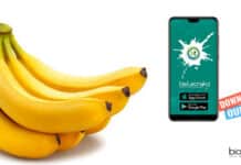 NRCB Young Professional Job Openings For MSc & MTech NRCB Young Professional Job