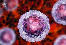 Centre for Stem Cell & Tissue Engineering Recruitment at Panjab University Panjab University Project Post