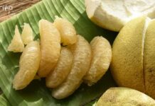 Tezpur University Food Technology Senior Research Fellow Job Tezpur University Food Technology