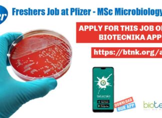Freshers Job at Pfizer