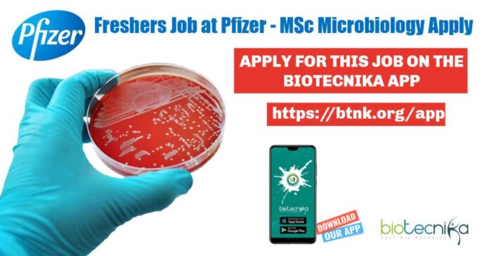 Freshers Job at Pfizer