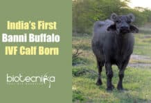 Gujarat Reports The First Test Tube Banni Buffalo Calf In India Banni Buffalo Calf