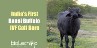 Banni Buffalo Calf
