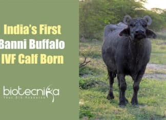 Banni Buffalo Calf