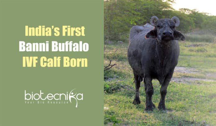 Banni Buffalo Calf