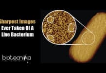 Scientists Produce The Sharpest Images Of Live Bacteria Taken to Date Detailed Images Of Living Bacteria