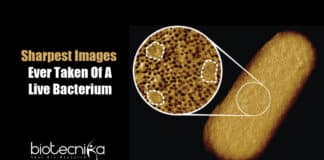 Detailed Images Of Living Bacteria