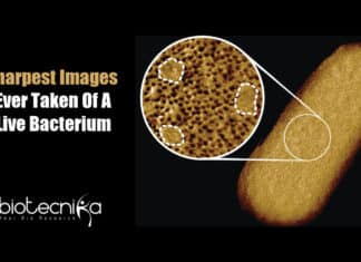 Detailed Images Of Living Bacteria
