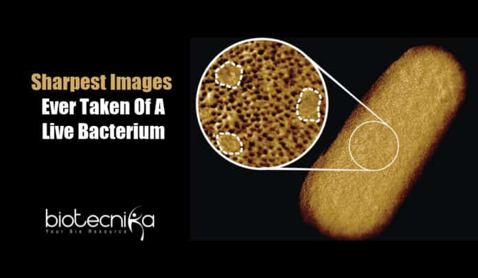 Detailed Images Of Living Bacteria