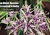 New Onion Species From Himalaya