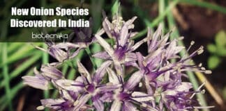 New Onion Species From Himalaya