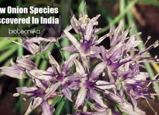 New Onion Species From Himalaya
