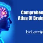 First complete atlas of brain cells