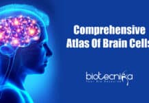 Comprehensive Atlas Of Brain Cells – A Neuroscience Dream First complete atlas of brain cells