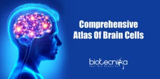 First complete atlas of brain cells