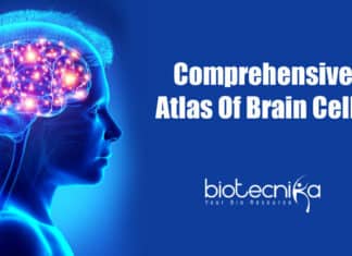 First complete atlas of brain cells