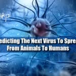 Predicting The Next Virus To Spread