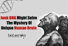The Junk Overlooked DNA Might Solve The Mystery Of Unique Human Brain What Makes Human Brain Unique?