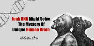 What Makes Human Brain Unique?