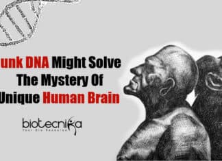 What Makes Human Brain Unique?