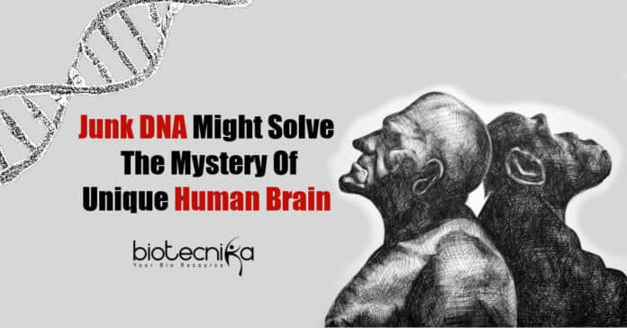 What Makes Human Brain Unique?