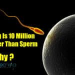 Human Egg Cell Is Larger than Sperm