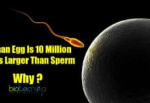 Egg And Sperm Cell Size Evolved From Competition Human Egg Cell Is Larger than Sperm