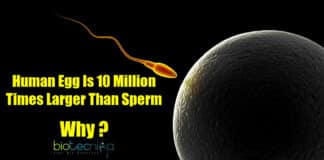 Human Egg Cell Is Larger than Sperm