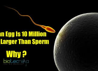 Human Egg Cell Is Larger than Sperm