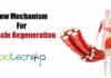 Researchers Discover New Mechanism For Muscle Regeneration