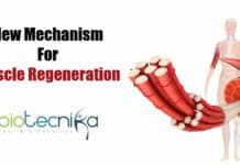 Researchers Discover New Mechanism For Muscle Regeneration