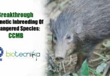 Breakthrough in genetic inbreeding