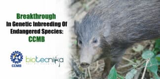 Breakthrough in genetic inbreeding
