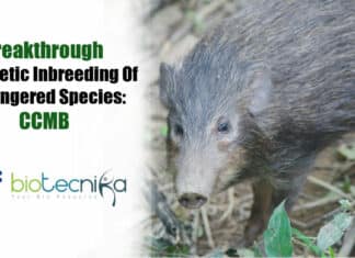 Breakthrough in genetic inbreeding
