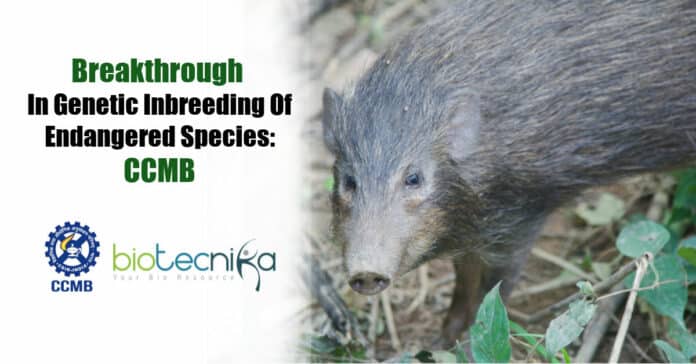 Breakthrough in genetic inbreeding