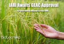Gene Editing Techniques Without Foreign DNA Is Still Pending For Approval Of Commercial Cultivation Non-Transgenic Gene Editing In India