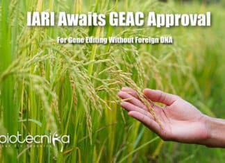 Non-Transgenic Gene Editing In India