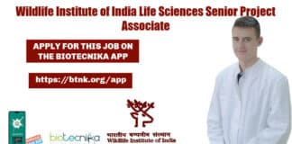 WII Project Associate Jobs
