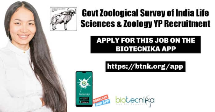 Young Professional Jobs ZSI