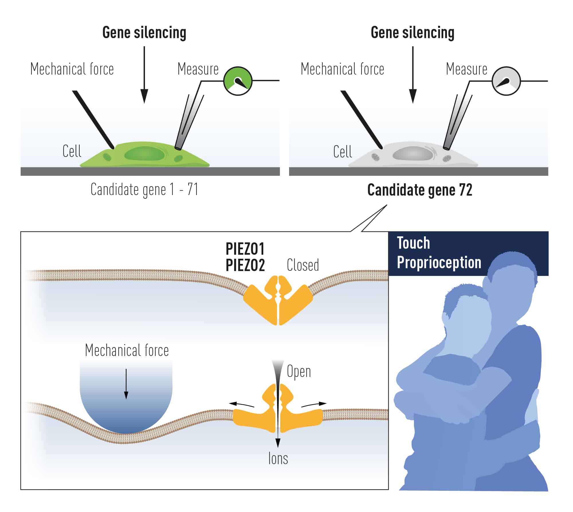 Nobel Prize In Medicine 2021