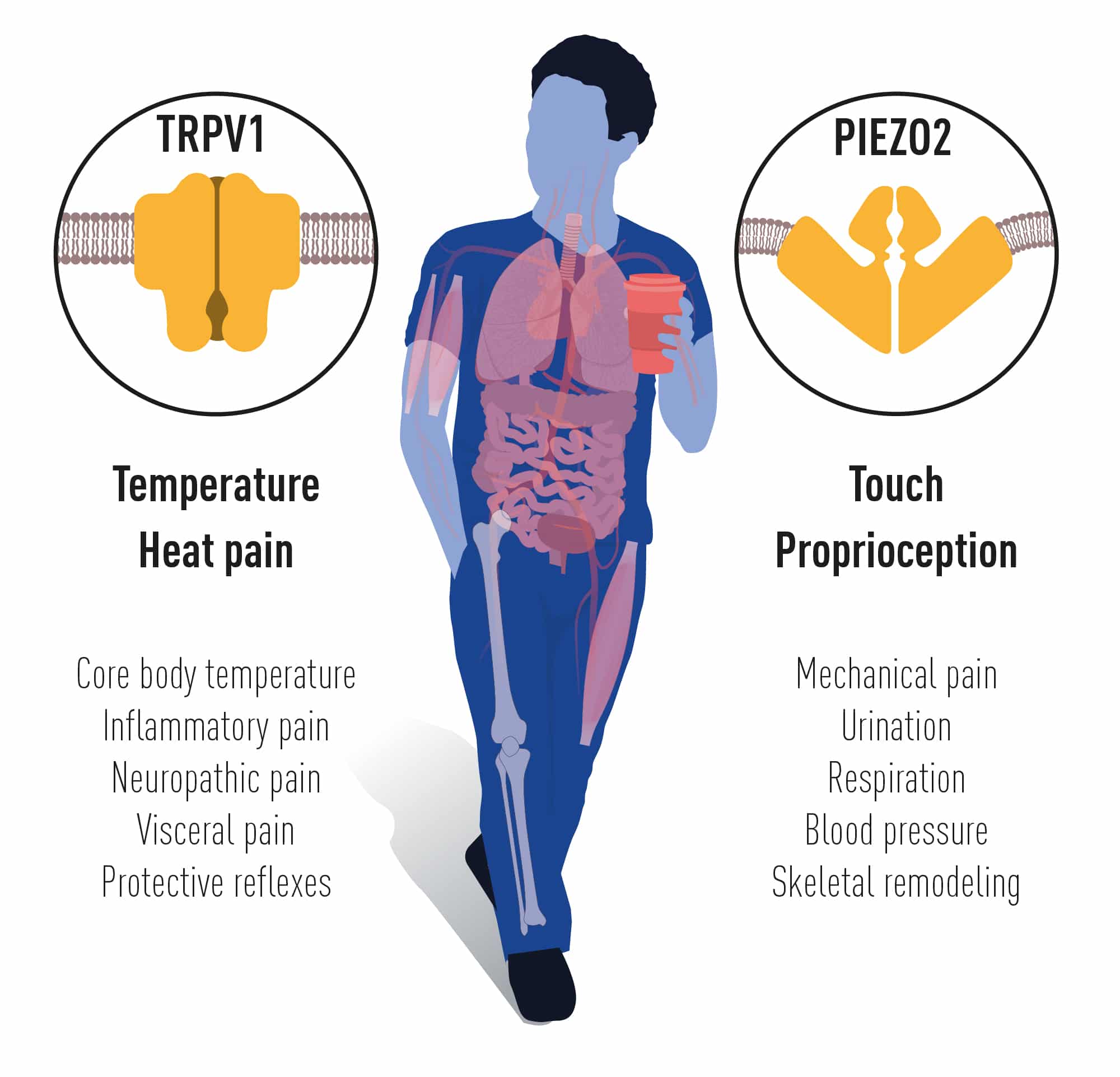 Nobel Prize In Medicine 2021