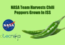 Astronauts Harvest World’s First Batch Of Chili Peppers In Zero Gravity Astronauts harvest chili