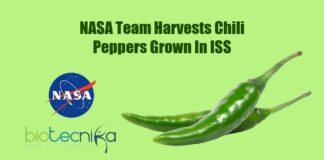 Astronauts harvest chili