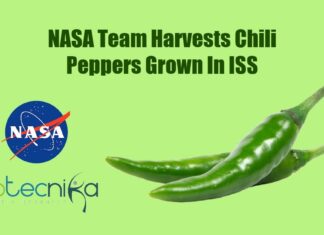 Astronauts harvest chili