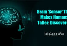 Brain Sensor Explain How Humans Grow Taller Brain 'Sensor' That Makes Humans Taller